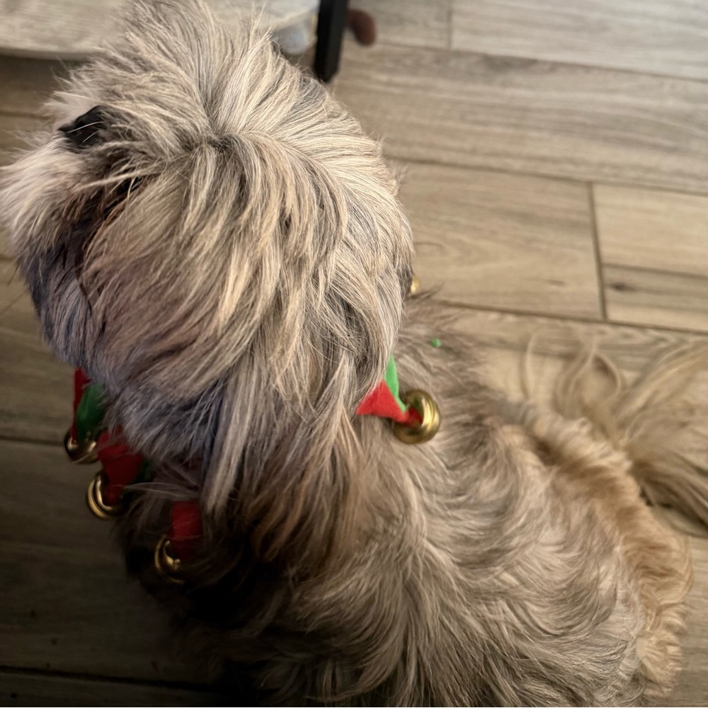 Christmas Dog Collar Scrunchie Jingle Bell Red & Green